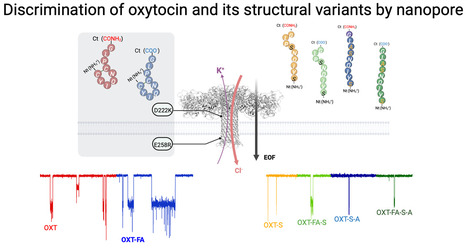ACS Nano oxytocin graphical abstract