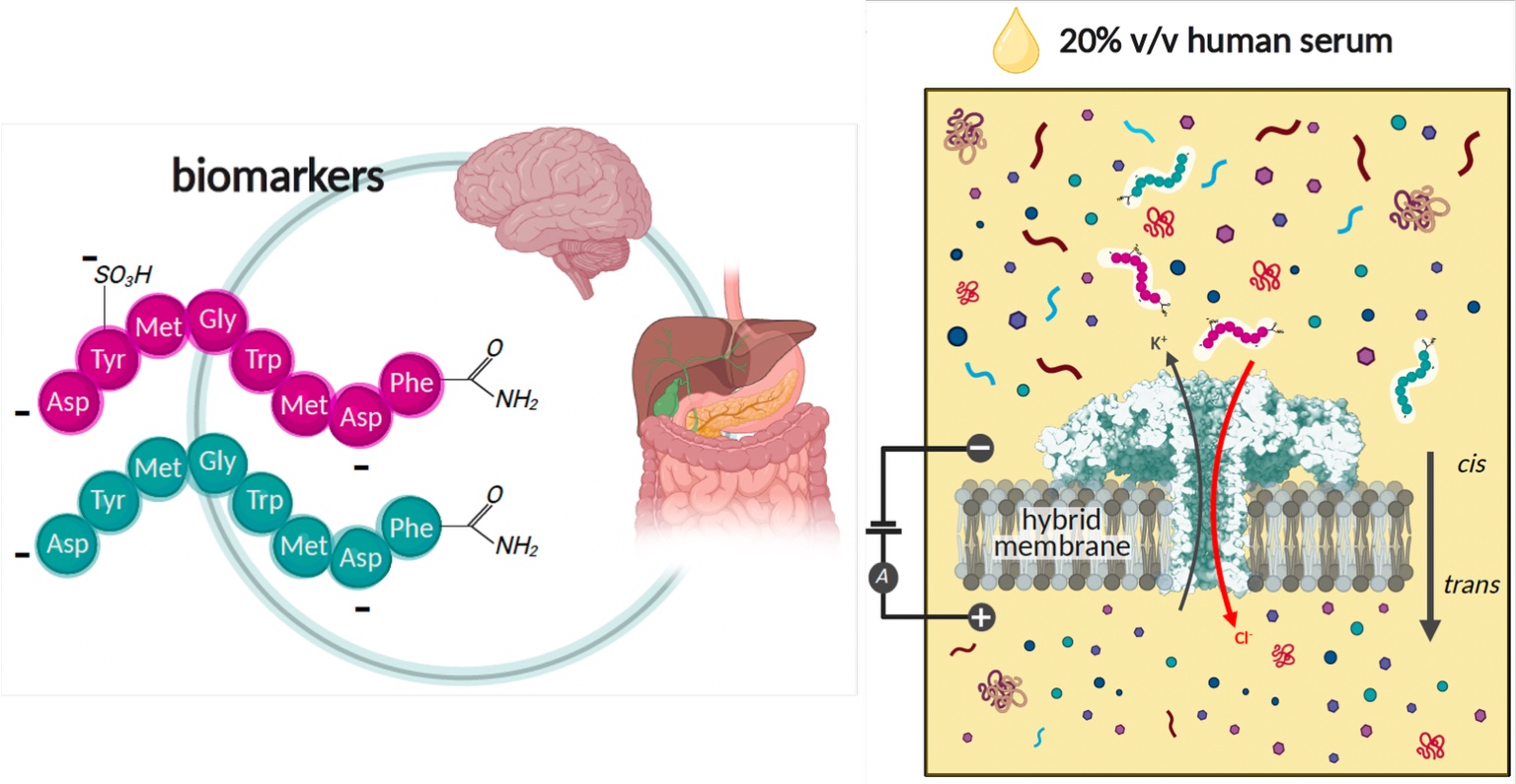Graphical abstract for gut-hormone biomarker sensing